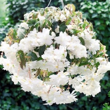 Begonia pendula zwisająca biała 5 szt.