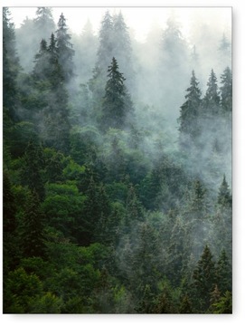 LAS MGŁA ZIELEŃ plakat obraz 30x40 cm obraz #113