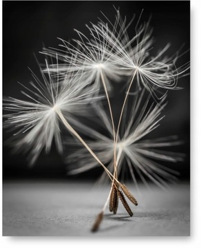 DMUCHAWIEC plakat 40x50 cm #2A2