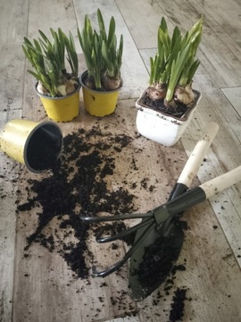 КОГТИ КОГТИ С 3 ЗУБАМИ САДОВЫЕ РАББЕРЫ (набор дачного садовника) ПОЛИРОВКА