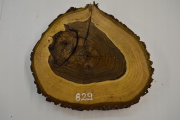 Plaster Drewna Orzech Włoski 46x42Gr6 Deska Patera