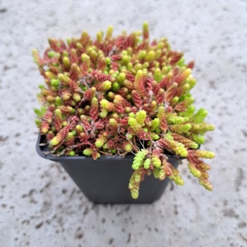 Sedum Red Многолетние саженцы Sedum Acre Plant для сада