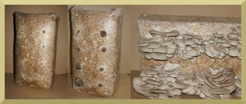 Мицелий Вешенка Выращивание гриба в домашних условиях БОЛЬШОЙ КУБ ШАР 15 КГ