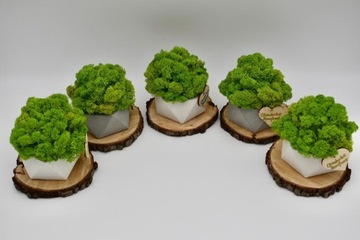 Chrobotkowy las w doniczce betonowej geometrycznej