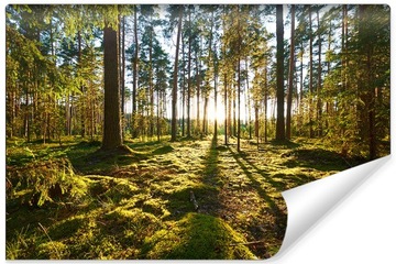 Fototapeta Las Drzewa Słońce KRAJOBRAZ 3D 450x300