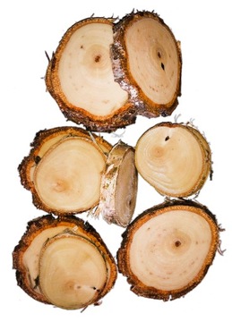 NATURALNE Plastry drewna BRZOZA krążki 2-5cm