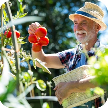 REVUS 250 SC 50ML БОРЬБЫ С ПОРОШКОВЫМ СРЕДНЫМ РАЗРУШЕНИЕМ ГРИБКОВЫХ ПОМОЩЕЙ ТОМАТОВ