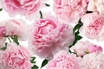 Fototapeta PEONIE PIWONIE KWIATY P06 294x260