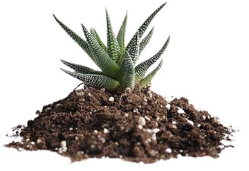 5л Эко-почва для кактусов и суккулентов, биопроницаемый субстрат