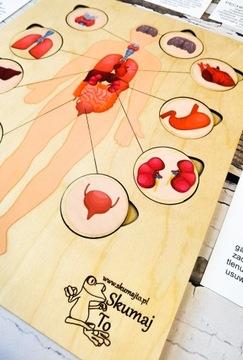 Человеческие органы, деревянный пазл, подписи, выдвижные элементы.