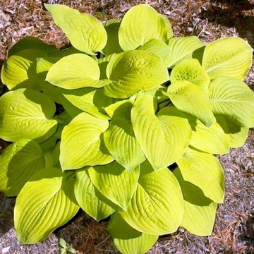 Hosta Funkia August Moon 1 szt.