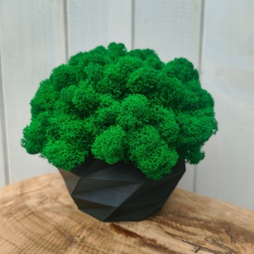 Вазон с мхом хроботек, 18 см, мох хроботек в черном горшке, 3D печать