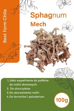 Mech do ukorzeniana czysty sphagnum 100g Chile