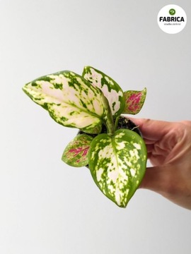 Aglaonema Red Zircon S