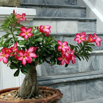 ADENIUM OPASŁE Róża Pustyni Adenium Obesum Nasiona