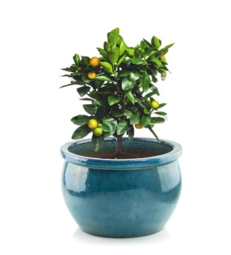 Красивый вазон 28 х 28 х 16 см, керамический, морозостойкий, БИРЮЗОВЫЙ, 28 см.