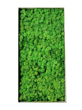 Альпийский мох 500г.