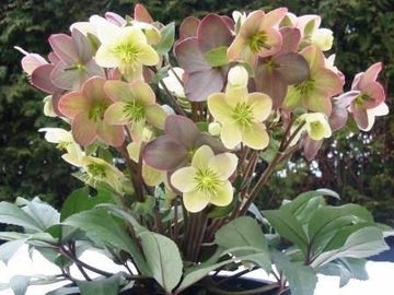 CIEMIERNIK HELLEBORUS X NIGERCORS CANDY LOVE