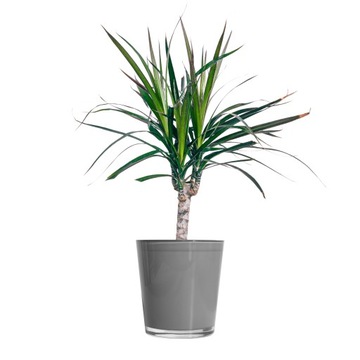 Osłonka Na Doniczkę SZARA SZKLANA Na Rośliny Doniczkowe ZIOŁA wys. 14 cm