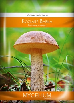 KOŹLARZ BABKA żywa grzybnia Mycelium