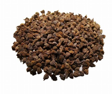 Żmijowiec babkowaty - nasiona - 10 gram