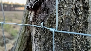 СЕТКА ДЛЯ ЗАБОРА ЛЕСНАЯ 120/9/30 L - рулон 50 м