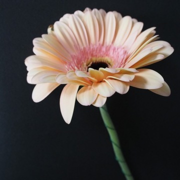 ПРОВОД САДОВЫЙ ДЛЯ РАСТЕНИЙ ПОКРЫТЫЙ ПВХ 50М