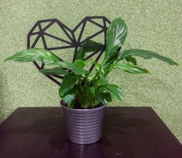 ЦВЕТОК ПОДДЕРЖКА РАСТЕНИЕ ЛЕСТНИЦА БЕСЕДКА СЕРДЦЕ 22