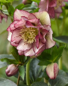CIEMIERNIK HELLEBORUS DOUBLE ELLEN PICOTEE zimowy kwiat idealny do ogrodu