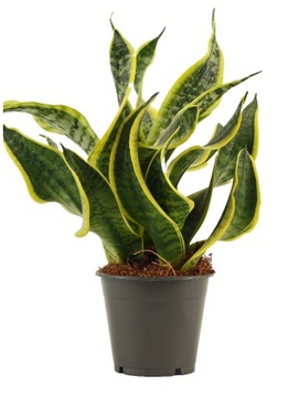 Sansevieria ' Dragon Tongue' Sansewieria