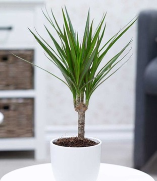 DRACENA Dracaena Marginata PIĘKNA I NIEZNISZCZALNA