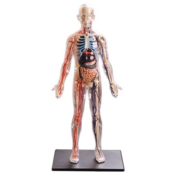 4D Assembled Human Organ Anatomy Model Anatomical Model Human Anatomy