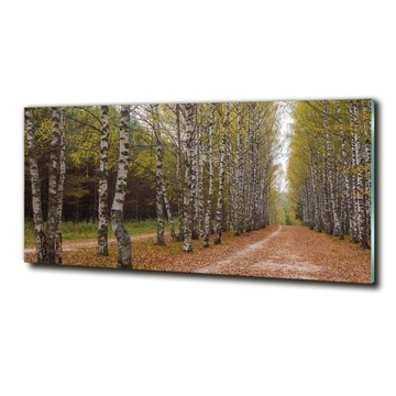 Obraz szklany do salonu duży Aleja brzóz 125x50