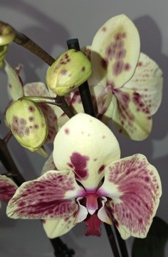 ФАЛЕНОПСИС орхидея 11