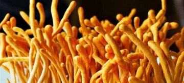 Мицелий Cordyceps militaris, готовый субстрат для выращивания.