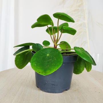 Pilea,pieniążek (Pilea peperomioides )15cm
