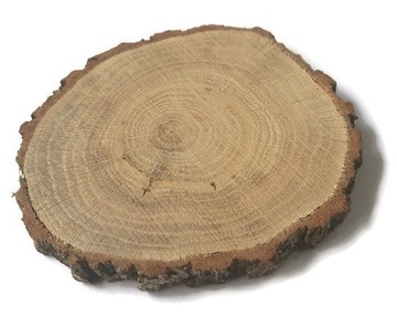 Plastry drewniane dąb szlifowany 10-12 / 1 cm Plaster drewna krążek