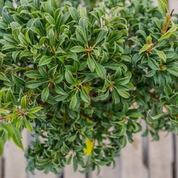 Pieris japoński Minor