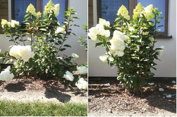 Кольцо в столкновении