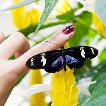 Наклейки для ногтей с бантиком, схемы 3D Charms