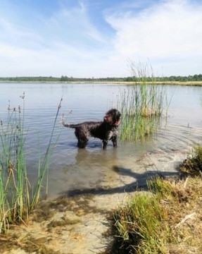 Водонепроницаемый БИОТАНОВЫЙ ОШЕЙНИК, МЕТАЛЛИЧЕСКАЯ ПРЯЖКА, РЕГУЛИРОВКА, МАЛЕНЬКАЯ СОБАКА S