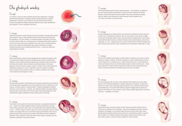 Альбом беременности 9 месяцев От эмбриона до новорожденного
