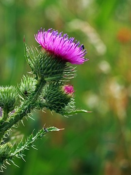 Комбикорм для уток и гусей 1 Кокошка Смакошка 25кг