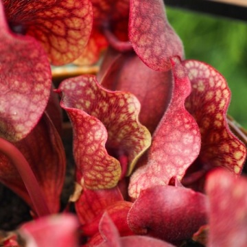 Субстрат ЗЕМЛЯ насекомоядных растений Венерина мухоловка