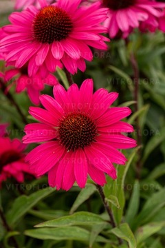 Jeżówka Sensation Wild Romance duże neonowe kwiaty NOWOŚĆ Echinacea