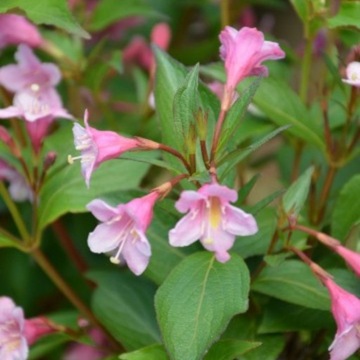 Krzewuszka 'Styriaca'
