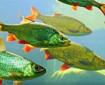 МЕЛ ДЛЯ ПРУДА Безопасные рыбные растения