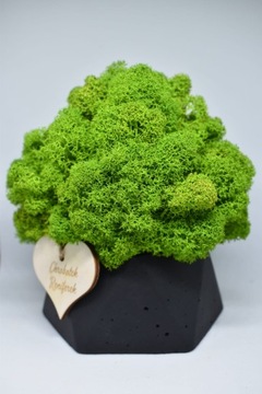 Деревенский лес в геометрическом бетонном горшке