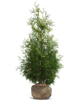 Tuja BRABANT wysokość 140-150 cm-16 sztuk Żywopłot Thuja