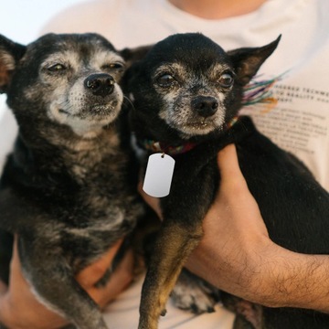 ОБРАЗЦЫ ДЛЯ ГРАВИРОВКИ БЫКА ПО МЕТАЛЛУ 20 ШТ.